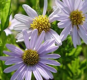 Kalimeris incisa 'Blue Star' geen maat specificatie 0,55L/P9cm - afbeelding 3