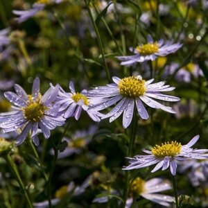 Kalimeris incisa 'Blue Star' geen maat specificatie 0,55L/P9cm - afbeelding 4