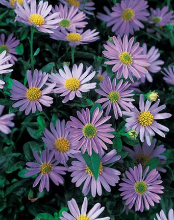 Kalimeris incisa 'Blue Star' geen maat specificatie 0,55L/P9cm - image 1