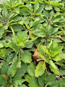 Kalimeris incisa 'Madiva' geen maat specificatie 0,55L/P9cm - afbeelding 6