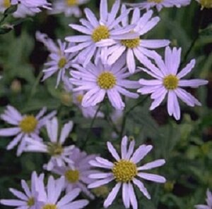 Kalimeris incisa 'Madiva' geen maat specificatie 0,55L/P9cm - afbeelding 6