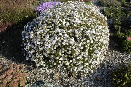 Kalimeris incisa 'Madiva' geen maat specificatie 0,55L/P9cm - afbeelding 2