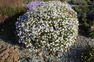 Kalimeris incisa 'Madiva' geen maat specificatie 0,55L/P9cm - afbeelding 2