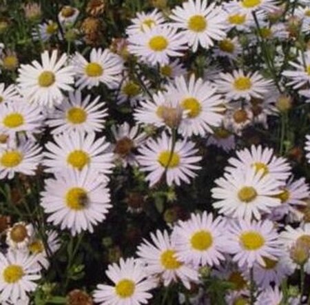 Kalimeris incisa 'Madiva' geen maat specificatie 0,55L/P9cm - afbeelding 5