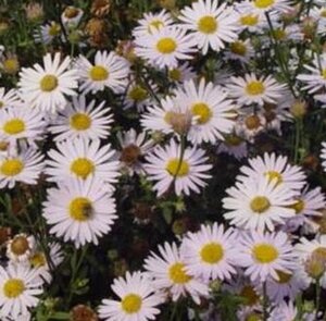 Kalimeris incisa 'Madiva' geen maat specificatie 0,55L/P9cm - afbeelding 5