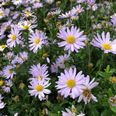 Kalimeris incisa 'Madiva' geen maat specificatie 0,55L/P9cm - afbeelding 4