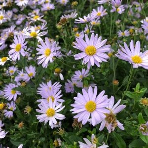 Kalimeris incisa 'Madiva' geen maat specificatie 0,55L/P9cm - afbeelding 4