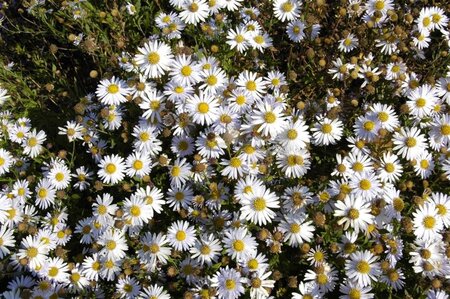 Kalimeris incisa 'Madiva' geen maat specificatie 0,55L/P9cm - afbeelding 3