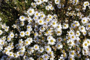 Kalimeris incisa 'Madiva' geen maat specificatie 0,55L/P9cm - afbeelding 3