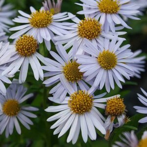 Kalimeris incisa 'Madiva' geen maat specificatie 0,55L/P9cm - afbeelding 9