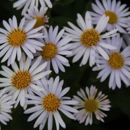 Kalimeris incisa 'Madiva' geen maat specificatie 0,55L/P9cm - afbeelding 3