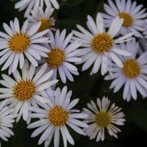 Kalimeris incisa 'Madiva' geen maat specificatie 0,55L/P9cm - afbeelding 3