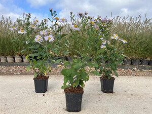 Kalimeris incisa 'Madiva' geen maat specificatie 0,55L/P9cm - afbeelding 5