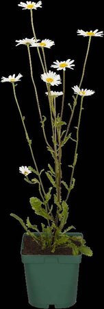 Kalimeris incisa geen maat specificatie 0,55L/P9cm - image 1