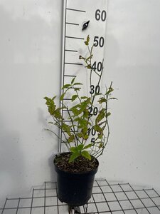 Kerria jap. 'Pleniflora' 40-50 cm cont. 3,0L - afbeelding 2