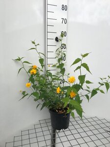 Kerria jap. 'Pleniflora' 40-50 cm cont. 3,0L
