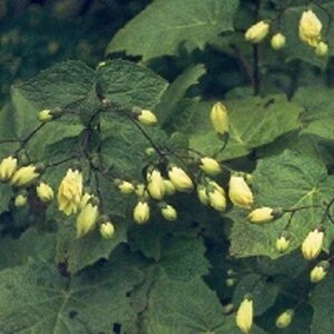 Kirengeshoma palmata geen maat specificatie 0,55L/P9cm - afbeelding 2