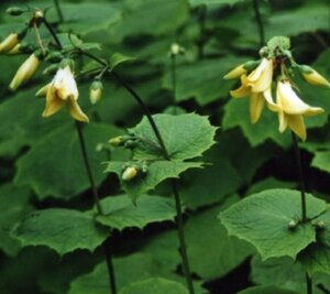 Kirengeshoma palmata geen maat specificatie 0,55L/P9cm - afbeelding 2