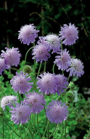 Knautia arvensis geen maat specificatie 0,55L/P9cm - afbeelding 3