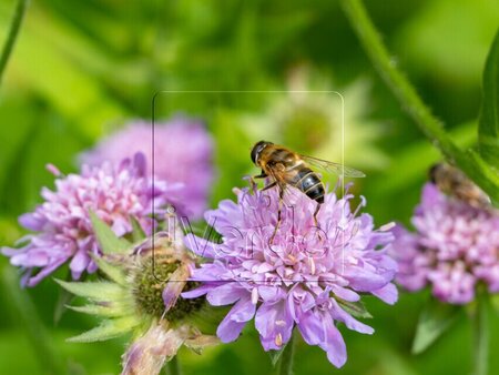 Knautia arvensis geen maat specificatie 0,55L/P9cm - image 1