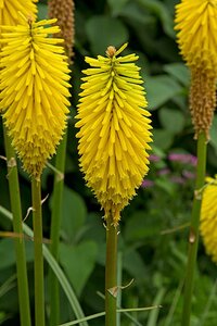 Kniphofia 'Bees' Lemon' geen maat specificatie 0,55L/P9cm