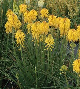 Kniphofia 'Banana Popsicle' geen maat specificatie 0,55L/P9cm