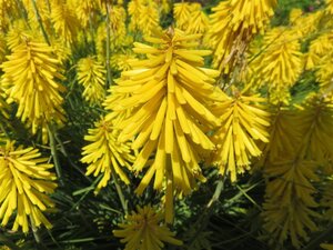 Kniphofia 'Banana Popsicle' geen maat specificatie 0,55L/P9cm - afbeelding 2