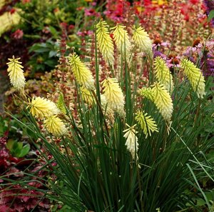 Kniphofia 'Pineapple Popsicle' geen maat specificatie 0,55L/P9cm - afbeelding 5