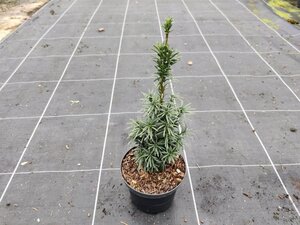 Kniphofia 'Pineapple Popsicle' geen maat specificatie 0,55L/P9cm