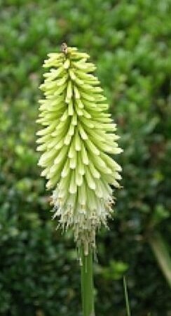 Kniphofia 'Ice Queen' geen maat specificatie 0,55L/P9cm - afbeelding 1