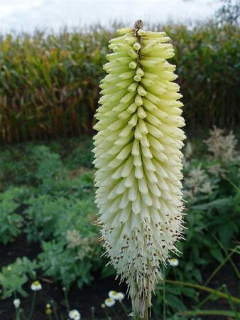 Kniphofia 'Ice Queen' geen maat specificatie 0,55L/P9cm - afbeelding 2