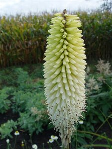 Kniphofia 'Ice Queen' geen maat specificatie 0,55L/P9cm - afbeelding 2