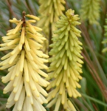 Kniphofia 'Little Maid' geen maat specificatie 0,55L/P9cm - afbeelding 1