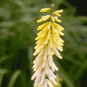 Kniphofia 'Little Maid' geen maat specificatie 0,55L/P9cm
