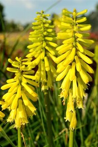 Kniphofia 'Lemon Popsicle' geen maat specificatie 0,55L/P9cm - afbeelding 2