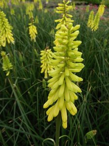 Kniphofia 'Lemon Popsicle' geen maat specificatie 0,55L/P9cm - afbeelding 3