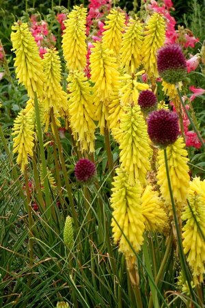 Kniphofia 'Lemon Popsicle' geen maat specificatie 0,55L/P9cm - image 1