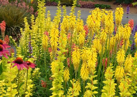 Kniphofia 'Lemon Popsicle' geen maat specificatie 0,55L/P9cm - image 4