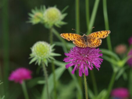 Knautia macedonica geen maat specificatie 0,55L/P9cm - afbeelding 2