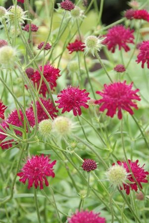 Knautia macedonica geen maat specificatie 0,55L/P9cm - afbeelding 5