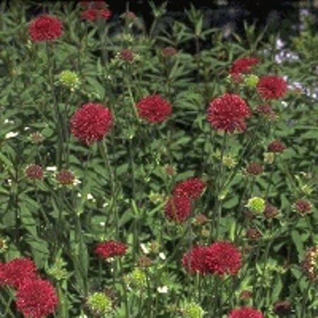 Knautia macedonica geen maat specificatie 0,55L/P9cm - afbeelding 3