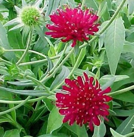 Knautia macedonica geen maat specificatie 0,55L/P9cm - afbeelding 4