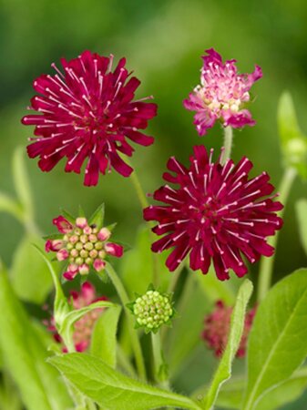 Knautia macedonica geen maat specificatie 0,55L/P9cm - image 1