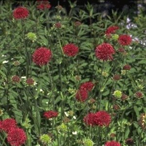 Knautia macedonica geen maat specificatie 0,55L/P9cm - image 3