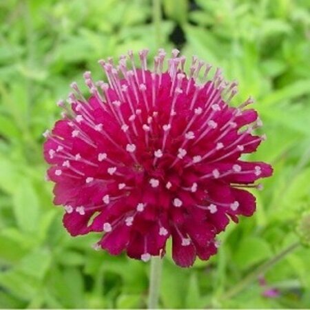 Knautia m. 'Mars Midget' geen maat specificatie 0,55L/P9cm