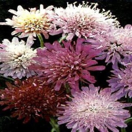 Knautia m. 'Melton Pastels' geen maat specificatie 0,55L/P9cm