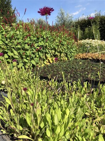 Knautia m. 'Red Knight' geen maat specificatie 0,55L/P9cm - afbeelding 1