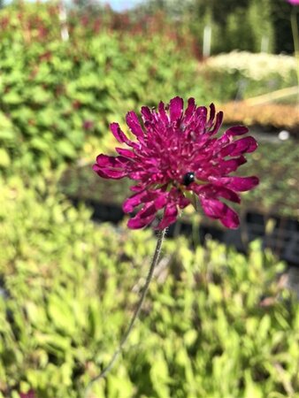 Knautia m. 'Red Knight' geen maat specificatie 0,55L/P9cm - afbeelding 2