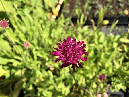 Knautia m. 'Red Knight' geen maat specificatie 0,55L/P9cm - afbeelding 3