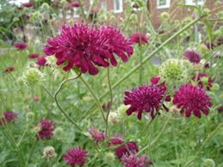 Knautia m. 'Red Knight' geen maat specificatie 0,55L/P9cm - afbeelding 4